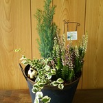 お買い得品♪季節の観葉植物　寄せ植え　アンティークブリキポットに♪プレゼント　インテリア　グリーン　癒し　ガーデン　寄せ植え　リフレッシュ　多肉植物　動物　お花　花　フラワー