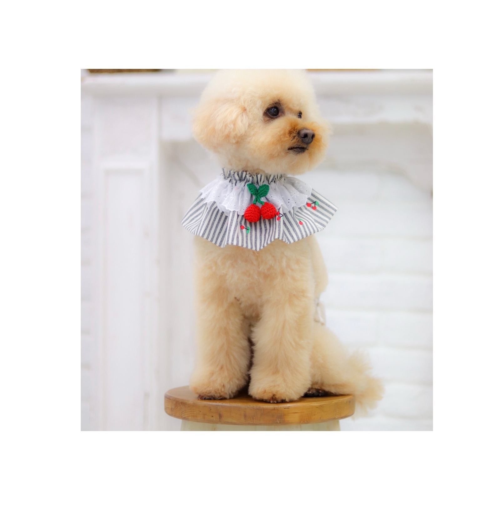 上質コットンシリーズ｜数量限定】さくらんぼストライプケープ 犬 犬服