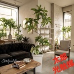 光触媒　人工観葉植物　ウォールグリーン　フェイクグリーン　パキラとモンステラw