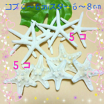 スターフィッシュ＆コブヒトデセット