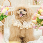 小型犬用 手編みケープ《ミモザ》｜犬用スタイ｜春カラー｜犬アクセサリー