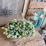 現品SALE♡【ミックスアリッサム可愛い寄せ植え】長く楽しめるカゴ入りガーデニング！