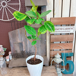 オマケつき♡SALE【くねっとフィカス アルテシマ】個性的なオシャレな観葉植物♪ナチュラル斑入りグリーンインテリア