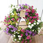 【受注製作】満開直前リース♡　八重咲きカリブラコアのハンギングリース　母の日　ハンギングリース　ハンギング　母の日ギフト　寄せ植え　鉢花花　フラワーギフト