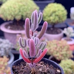 SALE❣️多肉植物　ドロサンテマム　キラキラ　瑠璃　抜き苗　1株
