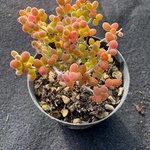 多肉植物　ドロサンテマム　丸くてコロコロ　米粒　抜き苗　１株　5cm鉢