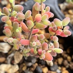 実生苗 多肉植物　ドロサンテマ キラキラ 丸くてコロコロ　糖豆米　抜き苗