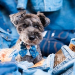 Denim Ribbon／ヘアクリップ、バレッタ、チョーカー、アクセサリー、リボン、デニム、犬、猫