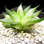氷砂糖 多肉植物 ハオルチア
