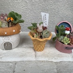 多肉植物寄せ植えおトク3個セット P