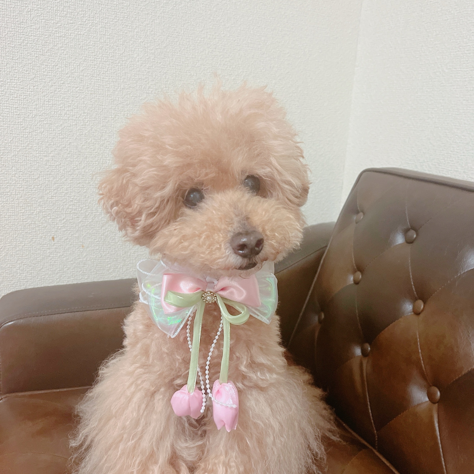 チューリップチョーカー🌷犬用アクセサリー＊春のやさしい首飾り