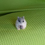 ご依頼品   羊毛フェルト 