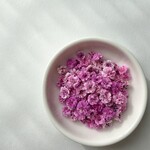 数量限定40%OFF【国産・大容量】かすみ草　カスミソウ　Dピンク　ドライフラワー 　染め　花材