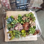 多肉植物　マルセル入り寄せ植えセット🍀