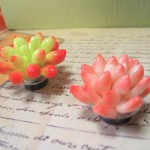 多肉植物のマグネットA