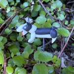 コーギー犬・黒