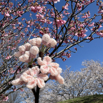 『春を飾るかぎ針編みの桜〜つぼみから満開まで』　編み物　インテリア雑貨　ニット　枯れない花　プレゼント　卒業　入学　ウェディング　ブーケ　花束　毛糸　ひな祭り　お花見