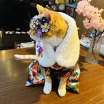 猫のふわふわショール　白