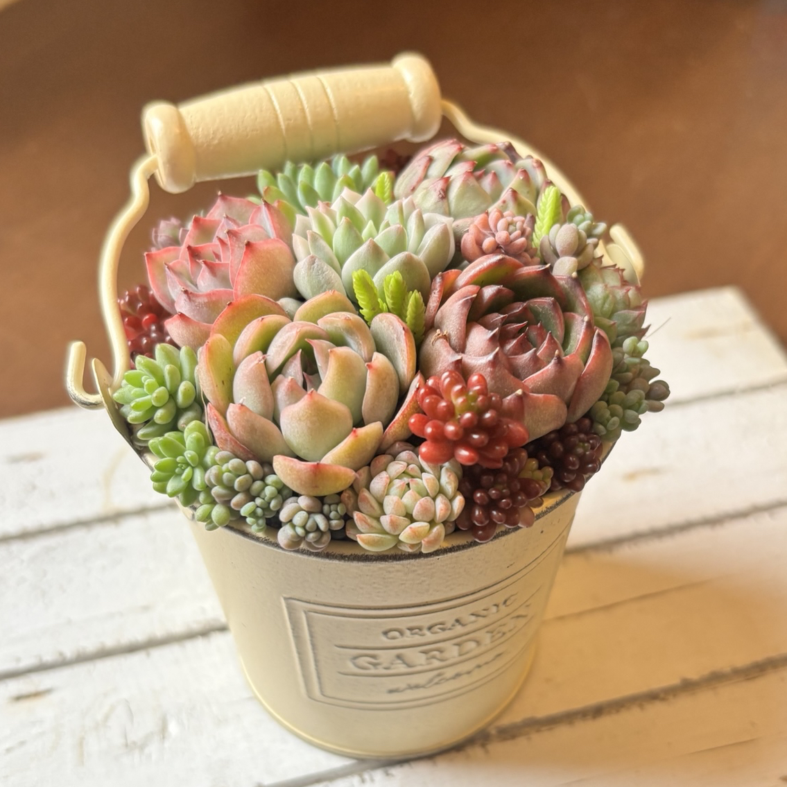 多肉植物寄植え そのまま飾れる バケツ型ポット 選べるポットカラー
