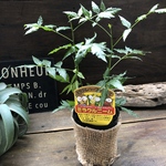 ミラクルニーム♡害虫効果の植物♡虫除けに♡