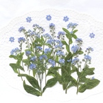押し花＊わすれな草(茎付き横押し)