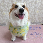 コーギー（♀）雨上がりエプロン＊ミモザ柄　Light Blue