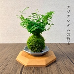 (送料無料) アジアンタムの苔玉　『ふんわりとした姿が愛らしい』