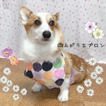 コーギー(♀)　雨上がりエプロン＊polka dots 女の子