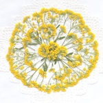 押し花＊黄色いアリッサム