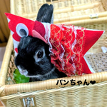 鯉のぼり被り物🎏あか