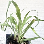簡単ハーブ🌿レモングラスポット苗 🌿初心者さんにもおすすめ🌿