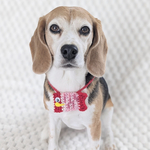 犬 こいのぼり スタイ 赤 緋鯉 ♡ 猫 ペット  こどもの日 首輪 ネックレス  ビブ ポシェット  鯉のぼり 兜 カブト 端午の節句 チョーカー