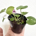 スウィートバイオレットポット苗1個🌿ニオイスミレ♡多年草🌿ガーデニング🌿ハーブ🌿ほふく性🌿