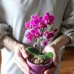 胡蝶蘭♡縁起物♡幸福が飛んでくる♡ミニサイズ♡観葉植物