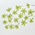 🍀小さなクレマチス 16りん〜押し花素材