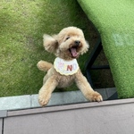 名入れスタイ╱犬用スタイ╱猫用スタイ╱ベビースタイ【S～LLサイズ】