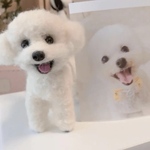 オーダー 羊毛わんこ