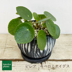 【再販☆観葉植物】ピレア　ペペロミオイデス　mi160426004