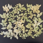 シモツケ  🍃お値下げ品🍃