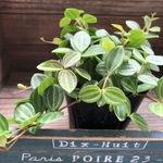アングラータ♡ペペロミア♡観葉植物♡インテリア