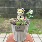 ★送料無料★♡そのまま飾れる♡ブリキ缶♬ネコちゃんの可愛い多肉植物寄せ植え╰(*´︶`*)╯
