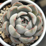 レア品種！【現品】 ★白銀姫 多肉植物 自家繁殖 国産