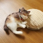 かご猫　こいも⑩★ご予約品