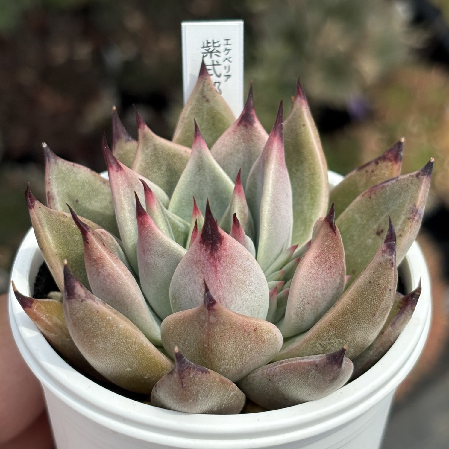 レア交配！【現品】 ☆紫式部 多肉植物 サボテン相談室 自家繁殖 国産 