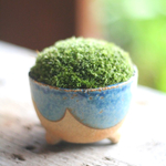 ほっこりかわいい♡大人気の手のひら苔盆栽 ！