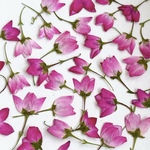 ラスト！ボロニア押し花