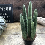 極太♡スタッキー　2.5号♡サンスベリア♡やっと入荷♡空気清浄の木♡多肉植物
