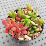 紅稚児