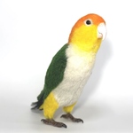 シロハラインコ(花巻くん)
