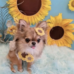 犬 ひまわり ブラウン クリップ ♡ 猫  ペット  花  お花 夏 花冠 ピン カチューシャ バレッタ ヘッドドレス アクセサリー